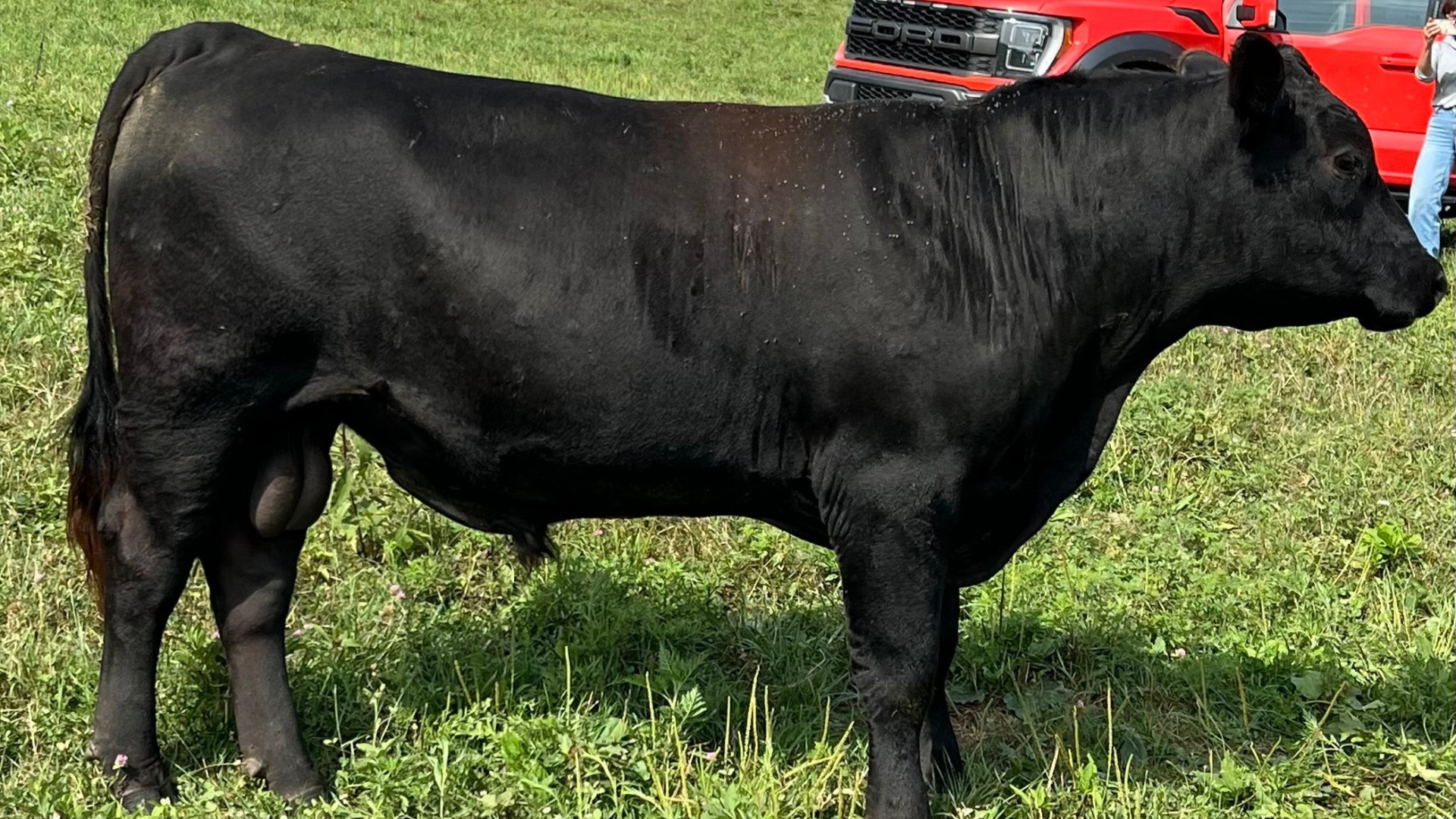 Black Angus Bull